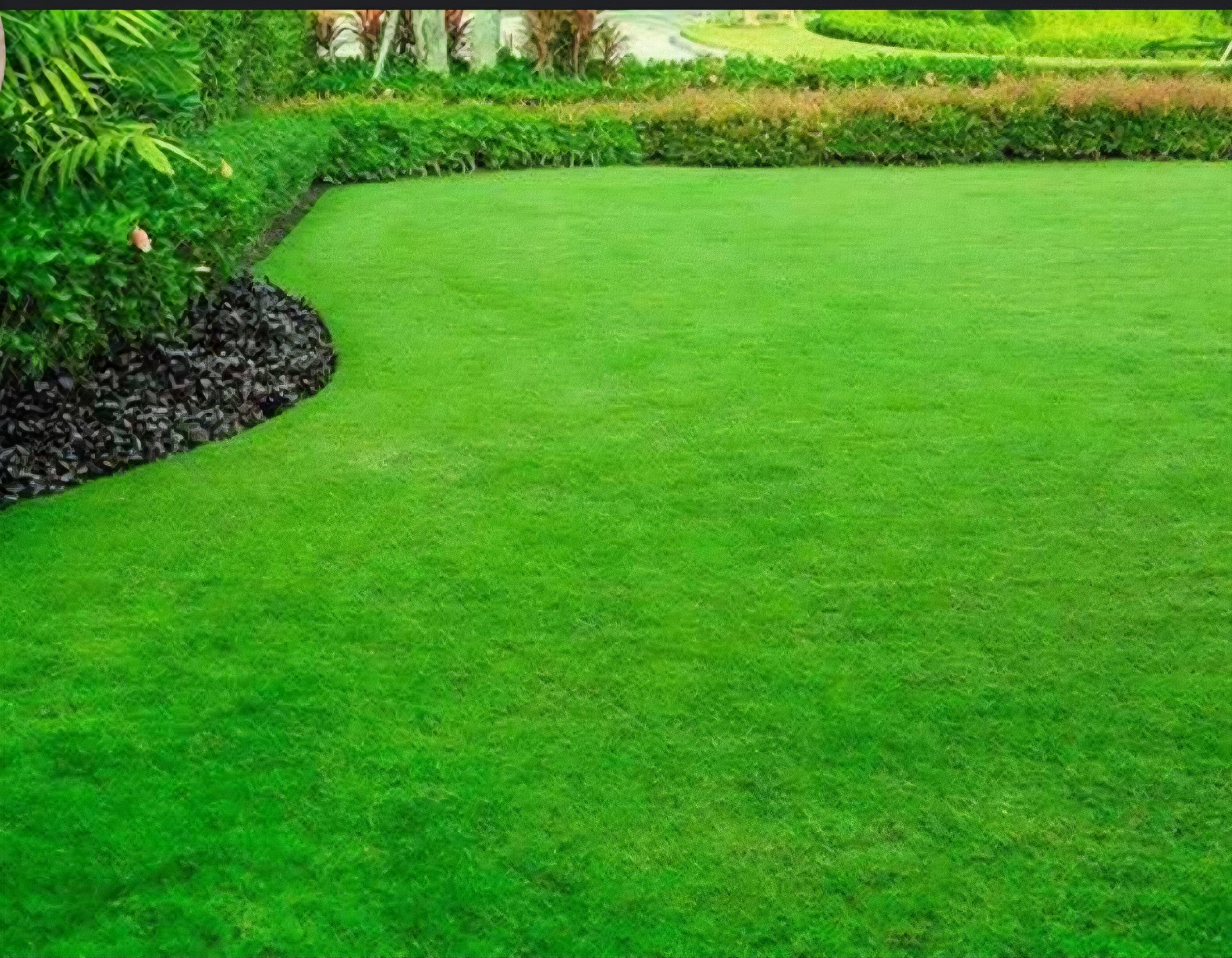 Lovely lawn + hedge Lovely lawn + hedge